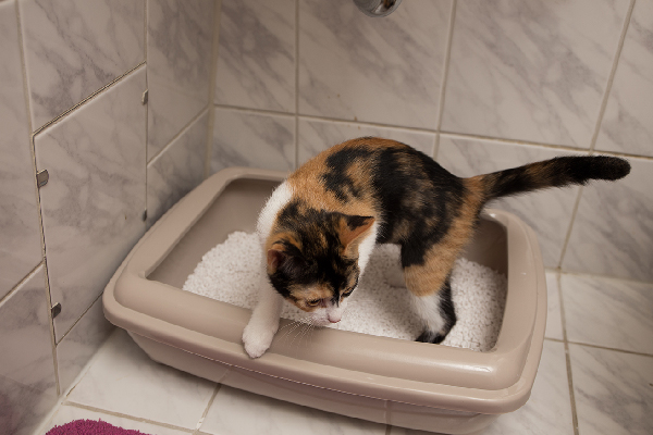 A calico cat getting out of the litter box.