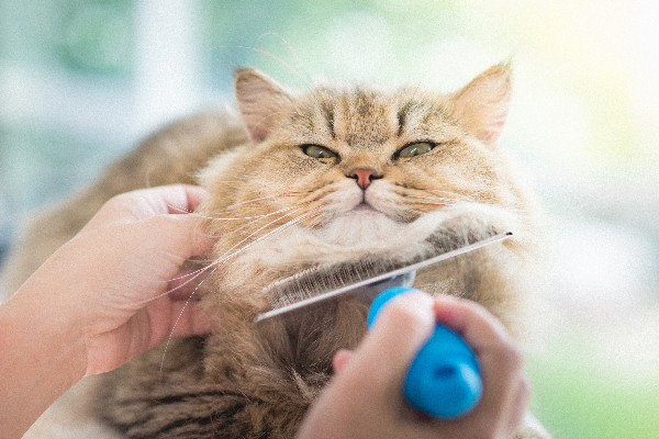 A cat getting brushed under the chin.