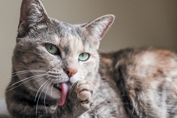 An older-looking gray cat licking his paw with his tongue out.