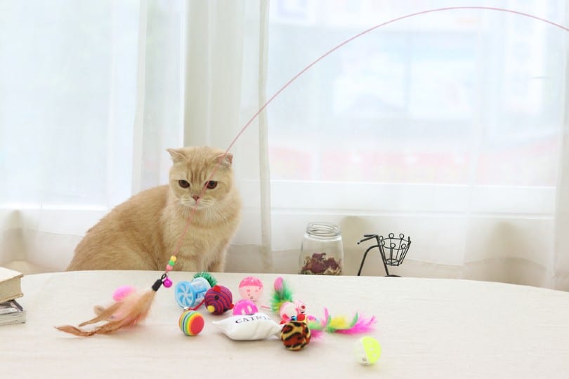 a cat playing with toys_winni-design, Shutterstock