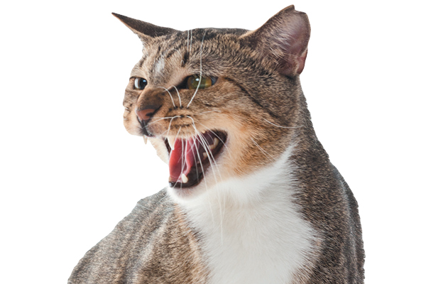 A grey cat hissing with his mouth open.