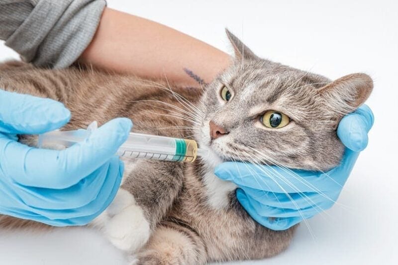 A veterinarian feeds a cat using a tube