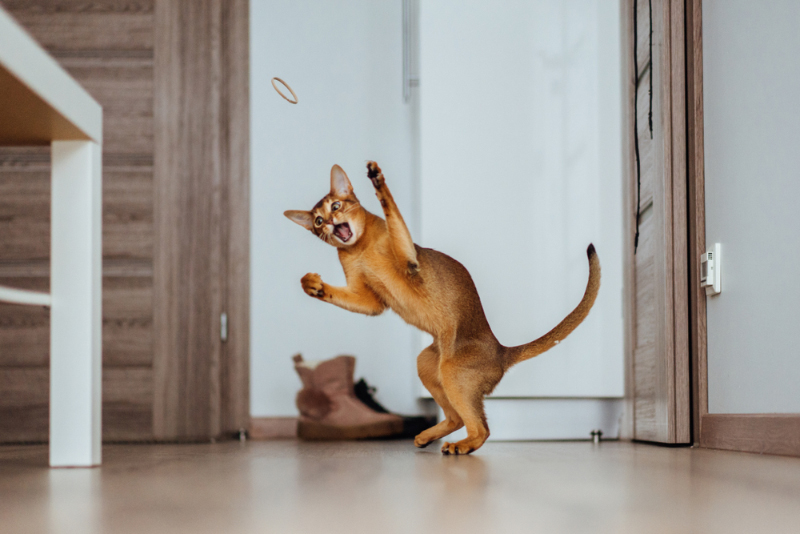 abyssinian cat jumping and playing around