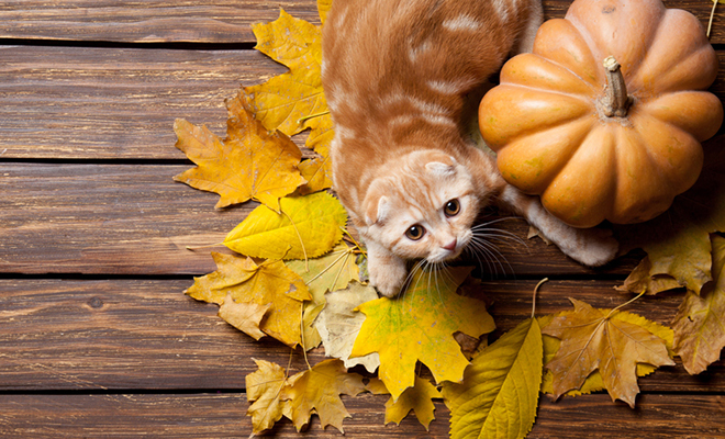 An orange cat with colorful fall leaves and an autumn pumpkin.