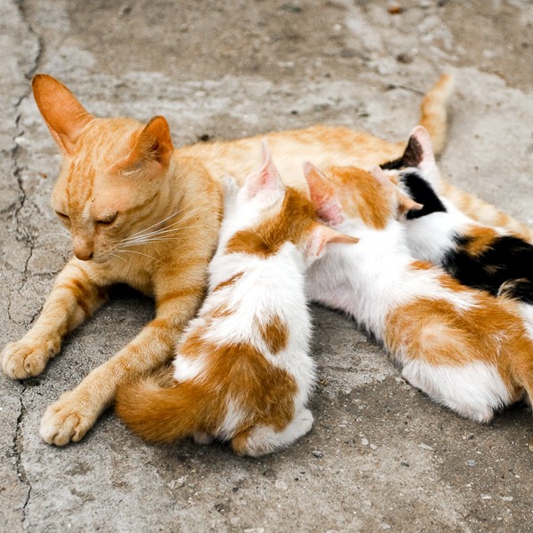 Orange kittens nursing on a mother cat. 
