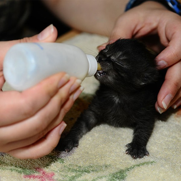 A black cat being bottle fed with milk.
