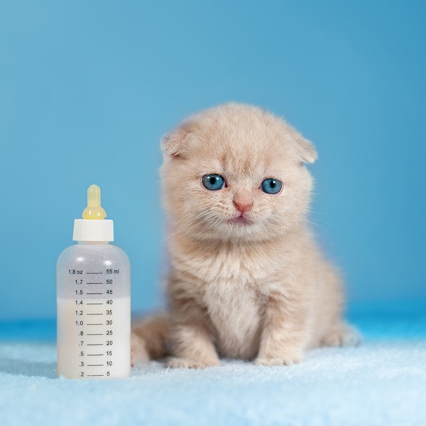 A white cat and a bottle of milk. 