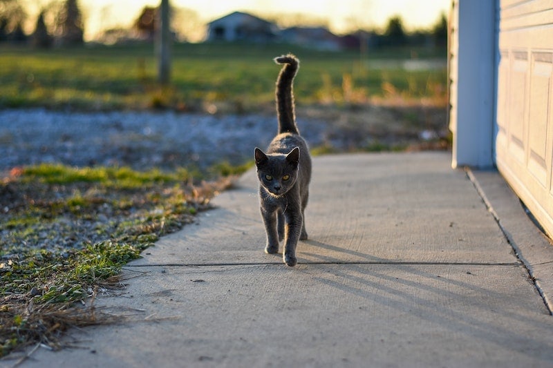 Black-cat-puffing-tail-on-sidewalk