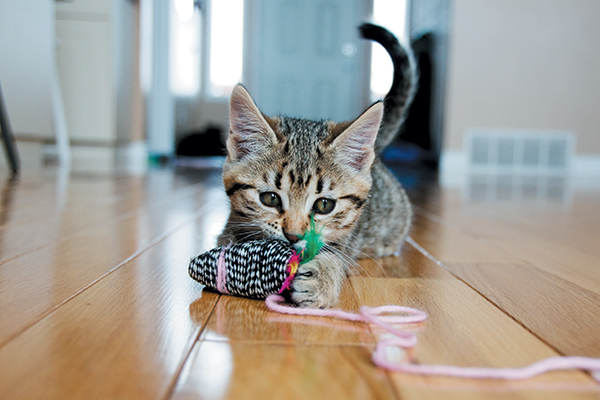 Kitten playing with a toy mouse on the floor.