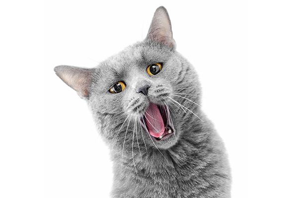 A cat with his mouth open, making a sound.
