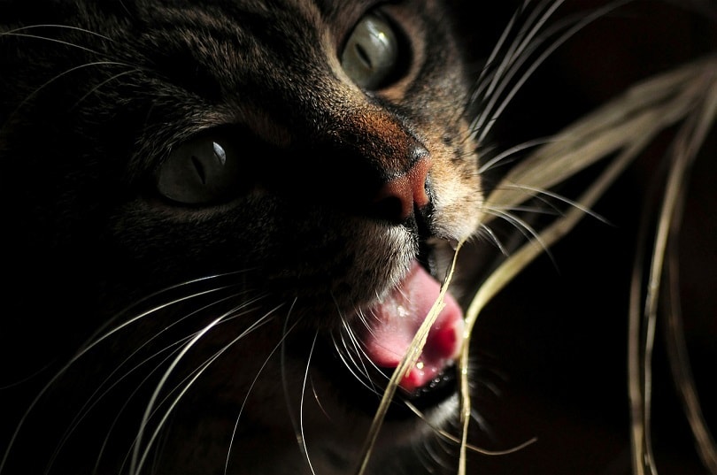cat-mouth-pixabay