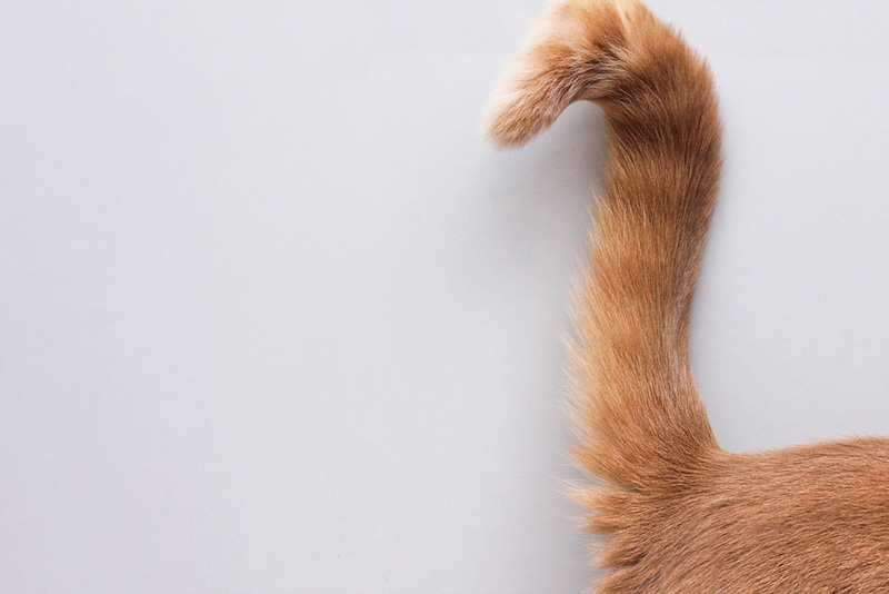 cat tip tail