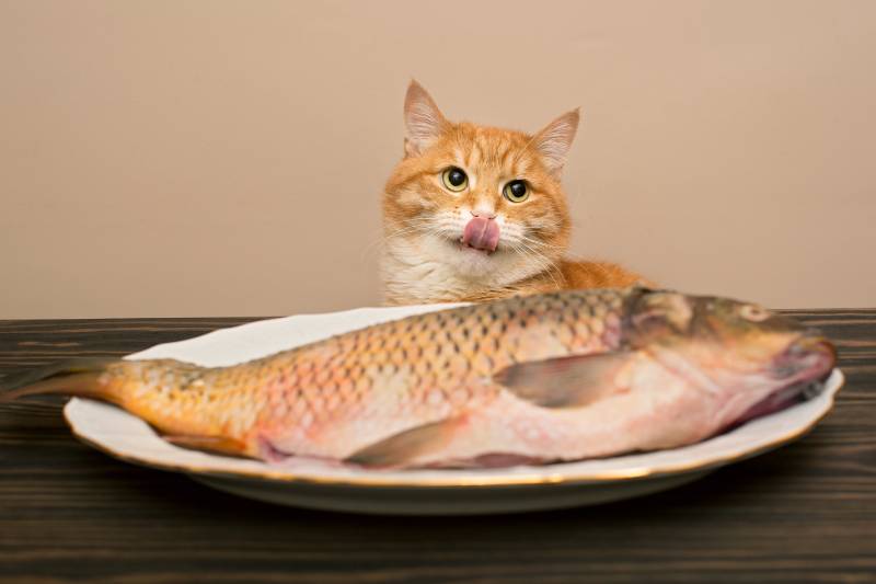 cat wants to steal a big fish