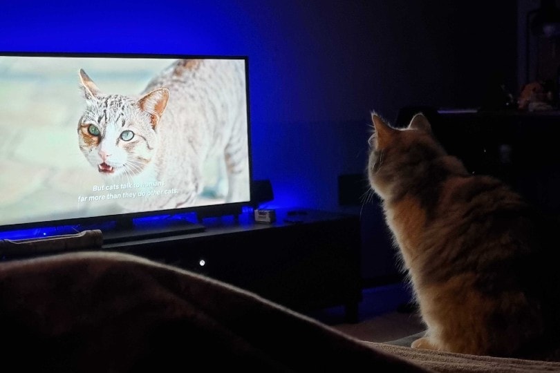 cat watching 'Inside the Mind of a Cat' Netflix Documentary at home