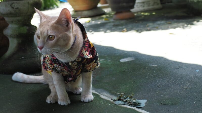 cat wearing hawaii T-shirt