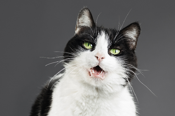 A black and white cat with his mouth open making noises or sounds.