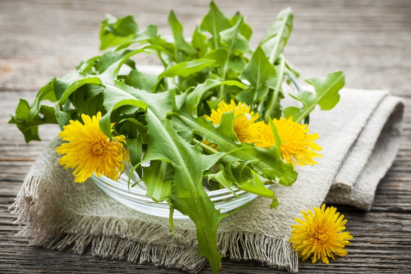 dandelion flowers and greens in a bowl