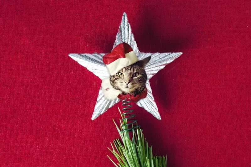 DIY cat christmas tree topper