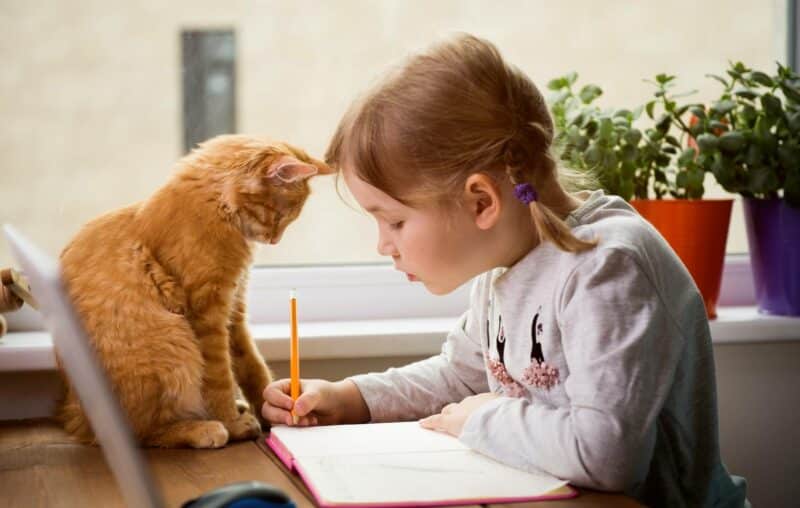 Funny ginger kitten sitting on table where kid is writing
