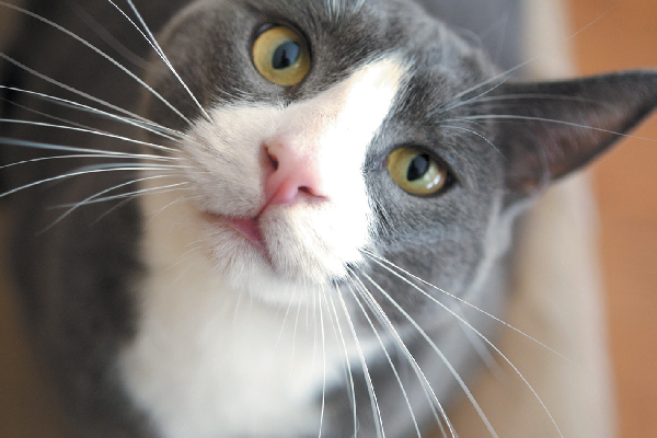 A gray cat whisker closeup.