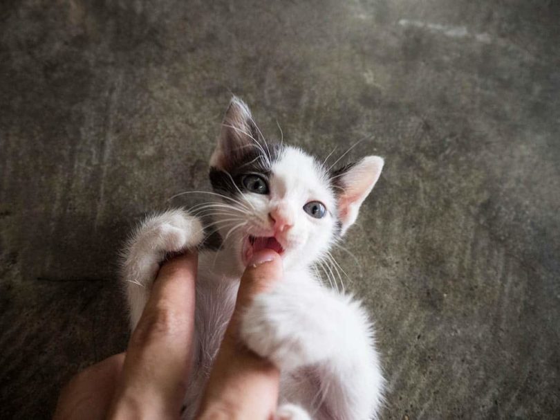 kitten chewing finger_XINN, Shutterstock