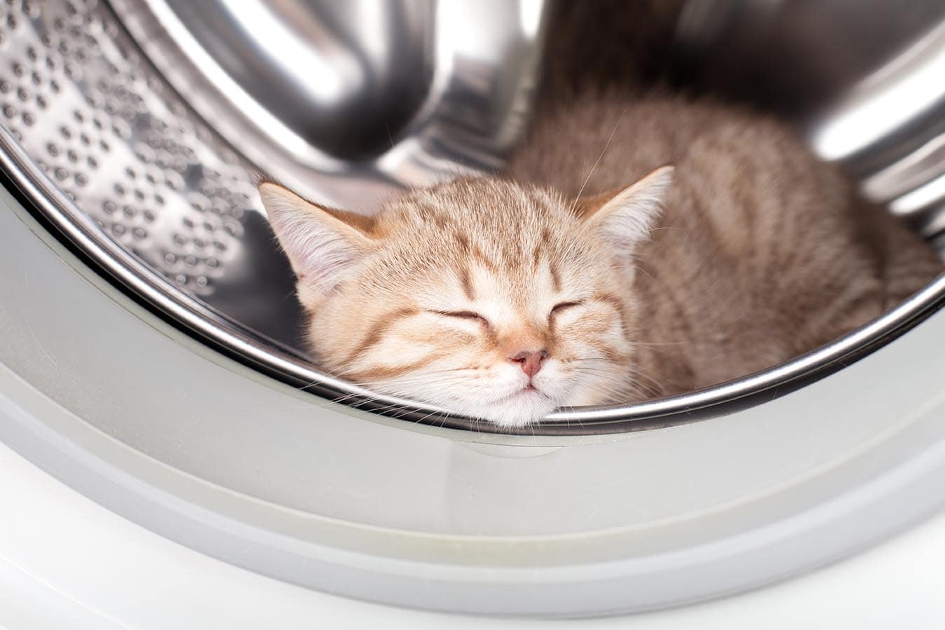 kitten inside laundry washer