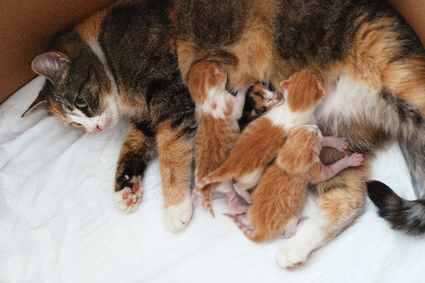 A kitten nursing her babies.