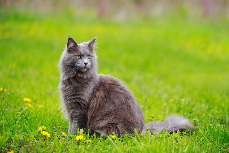 maine coon cat sitting on grass