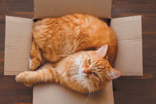 A cat hanging around in a box is another weird cat behavior that raises some questions. Photography ©Aksenovko | Getty Images.