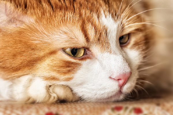 An orange tabby cat lying down, looking sick and tired.