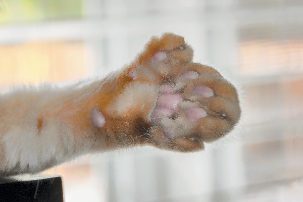Polydactyl cat paw close up.