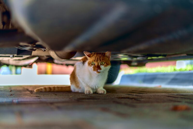 Red cat under the car