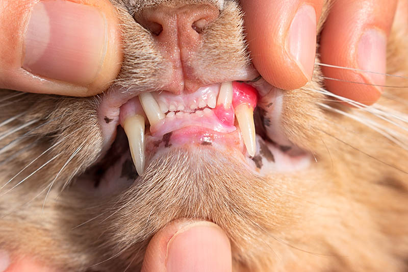 showing cat's teeth with swollen gums