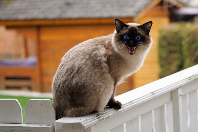siamese cat meowing