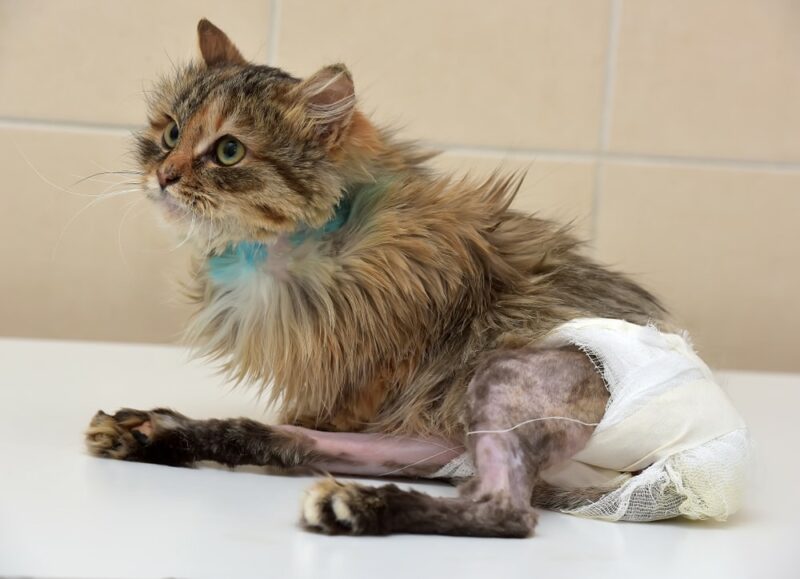 Sick cat who suffered an injury of the spine