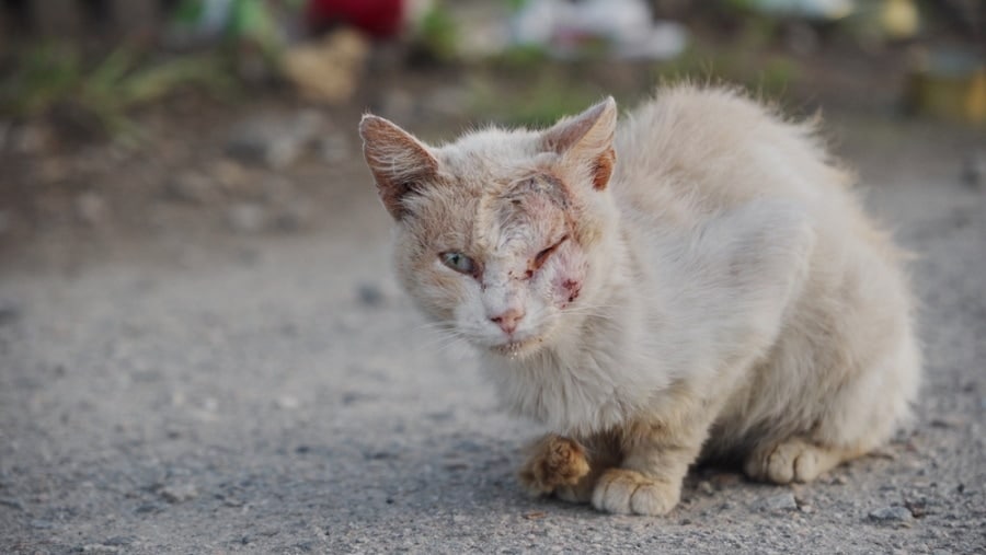 Skin disease in a cat