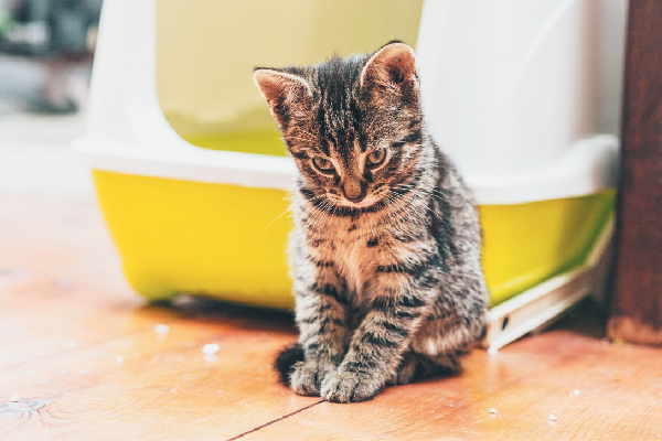 A tabby kitten looking ashamed outside of the litter box. 