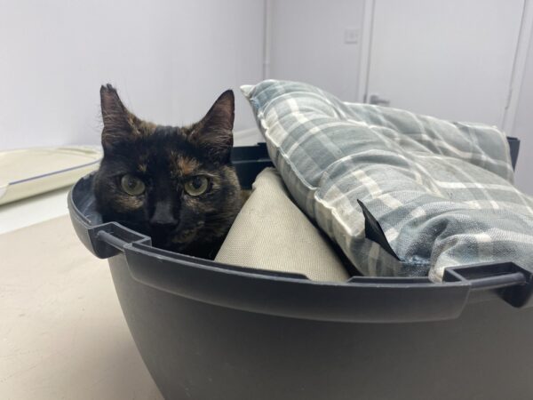 tortie cat cozy in a carrier at the vet