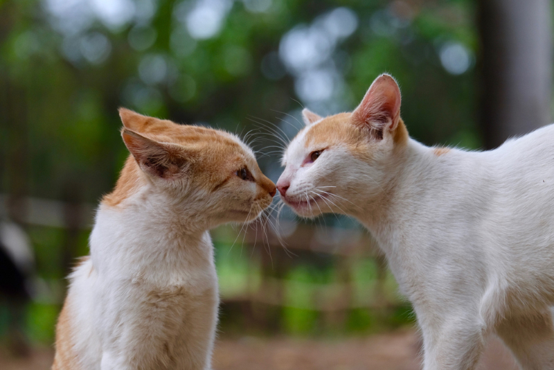 two cats touching noses