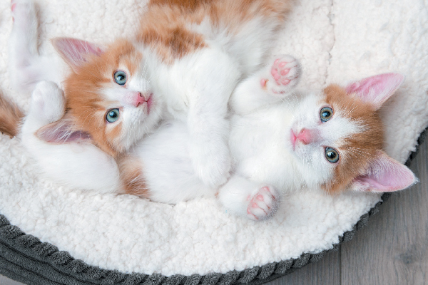 Two orange and white tabby kittens.