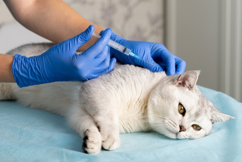 vet giving injection to cat