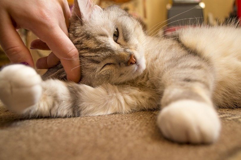 woman hand petting a cat_zavtrak92, Pixabay