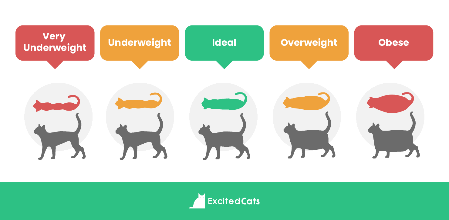 cat weight body chart
