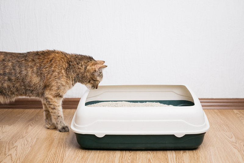 Domestic ginger cat looking at litter box